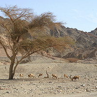 Buy canvas prints of Nubian Ibex (Capra ibex nubiana) by PhotoStock Israel