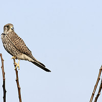 Buy canvas prints of Common Kestrel (Falco tinnunculus) by PhotoStock Israel