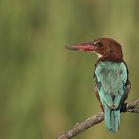 Buy canvas prints of White-throated Kingfisher, Halcyon smyrnensis by PhotoStock Israel