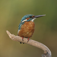 Buy canvas prints of Common Kingfisher, Alcedo atthis, by PhotoStock Israel