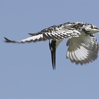 Buy canvas prints of Pied Kingfisher (Ceryle rudis)  by PhotoStock Israel