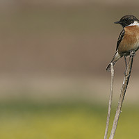 Buy canvas prints of African Stonechat (Saxicola torquata) by PhotoStock Israel