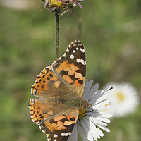 Buy canvas prints of  Painted Lady Vanessa cardui by PhotoStock Israel
