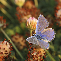 Buy canvas prints of Common Blue (Polyommatus icarus) by PhotoStock Israel