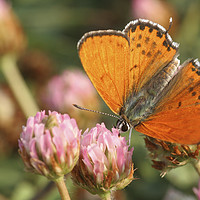 Buy canvas prints of Lesser Fiery Copper (Lycaena thersamon) by PhotoStock Israel