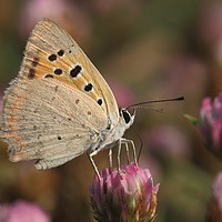 Buy canvas prints of The Small Copper by PhotoStock Israel