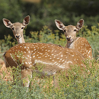 Buy canvas prints of Fallow Deer (Dama dama)  by PhotoStock Israel