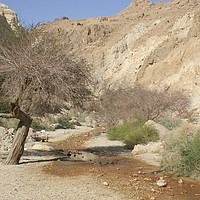 Buy canvas prints of Israel, Judean Desert, Wadi Bokek by PhotoStock Israel