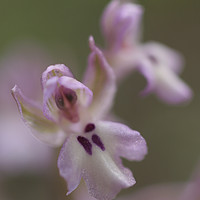 Buy canvas prints of Orchis israelitica by PhotoStock Israel
