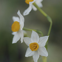 Buy canvas prints of Narcissus tazetta, Chinese Sacred Lily by PhotoStock Israel