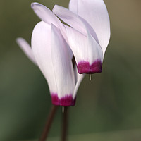 Buy canvas prints of Cyclamen persicum, Persian Violet, by PhotoStock Israel
