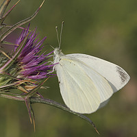 Buy canvas prints of Cabbage White (Pieris brassicae) by PhotoStock Israel