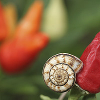 Buy canvas prints of white garden snail, Theba pisana, by PhotoStock Israel