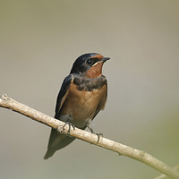 Buy canvas prints of Young Barn Swallow by PhotoStock Israel