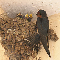 Buy canvas prints of Young Barn Swallow by PhotoStock Israel