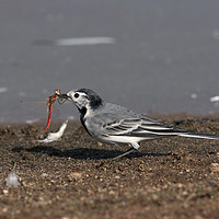 Buy canvas prints of White Wagtail (Motacilla alba) by PhotoStock Israel