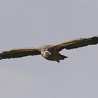 Buy canvas prints of Griffon Vulture, (Gyps fulvus) in flight by PhotoStock Israel