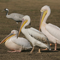 Buy canvas prints of three Pelicans  by PhotoStock Israel
