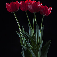 Buy canvas prints of vibrant red tulips on black  by PhotoStock Israel