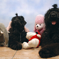Buy canvas prints of 2 black miniature poodles by PhotoStock Israel