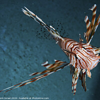 Buy canvas prints of radial Lionfish Pterois radiata by PhotoStock Israel
