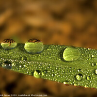 Buy canvas prints of Water droplet on a leaf by PhotoStock Israel