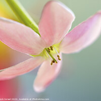 Buy canvas prints of Close up of a pink flower by PhotoStock Israel
