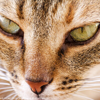 Buy canvas prints of Close up of the face of a ginger cat by PhotoStock Israel