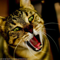 Buy canvas prints of Close up of a cat by PhotoStock Israel