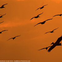 Buy canvas prints of Pelicans in flight by PhotoStock Israel