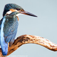 Buy canvas prints of Common Kingfisher by PhotoStock Israel
