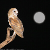 Buy canvas prints of Barn Owl (Tyto alba) by PhotoStock Israel