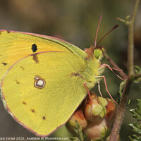 Buy canvas prints of Dark Clouded Yellow (Colias croceus) by PhotoStock Israel