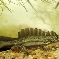 Buy canvas prints of Southern Banded Newt (Ommatotriton vittatus) by PhotoStock Israel