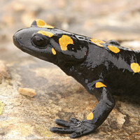 Buy canvas prints of Fire Salamander (Salamandra salamandra)  by PhotoStock Israel