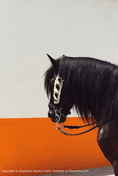 Black Horse Orange Wall Picture Board by Stephanie Mariaut