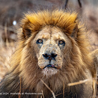 Old warrior lion Portrait