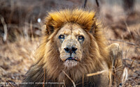 Click to show how this picture will look as a piece of wall art