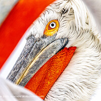 Dalmatian Pelican Portrait, Kerkini, Greece