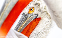 Click to show how this picture will look as a piece of wall art