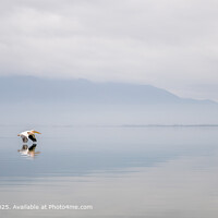 Dalmatian Pelican, Lake Kerkini, Mist