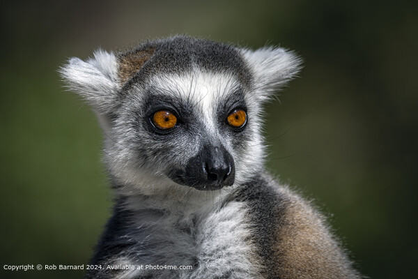 Ring-tailed Lemur in Green Picture Board by Rob Barnard