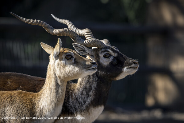 Deer Antelope Horns Picture Board by Rob Barnard