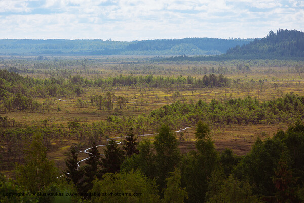 Somerontie Swamp Landscape Picture Board by Aleksi Asukas