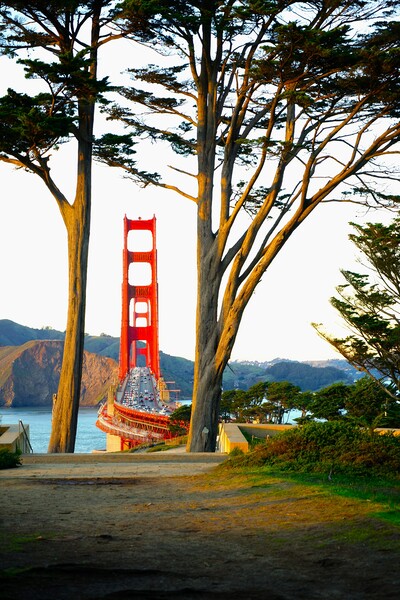 Golden Gate Bridge view framed by trees Picture Board by Richard Masters