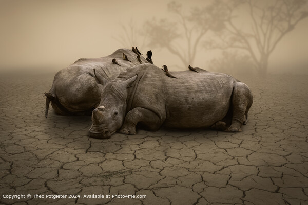 Rhino's waiting for the Rain Picture Board by Theo Potgieter