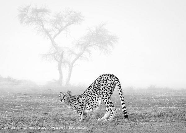 Cheetah at the waterhole in Africa Picture Board by Theo Potgieter