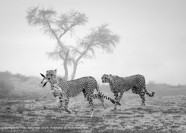 Kgalagadi Cheetahs Hunt Picture Board by Theo Potgieter