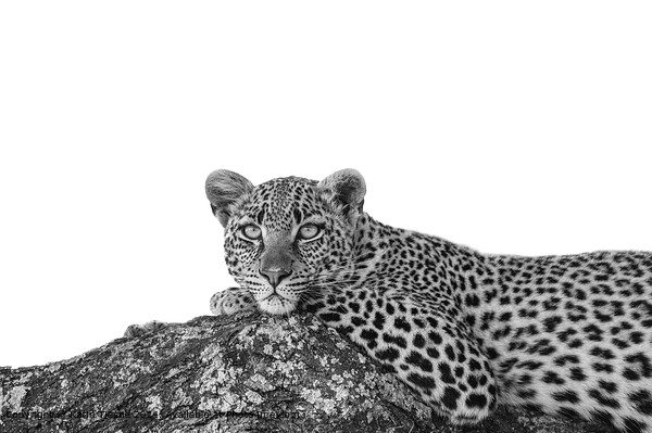 The stare of the leopard Picture Board by Karin Tieche