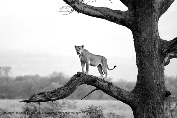 Lioness in a tree Picture Board by Karin Tieche